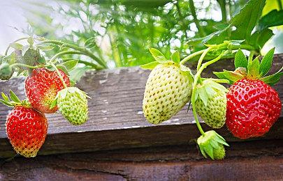 伊森故事完结？再曝《生化危机9》必亮相夏日游戏节！